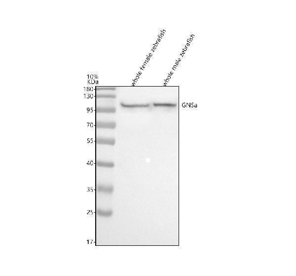 azq4v902 gnsa primary antibodies wb testing 1