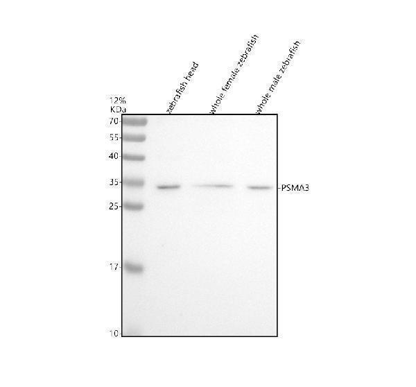 Western blot analysis of PSMA3 using anti-PSMA3 antibody (AZQ4V918)