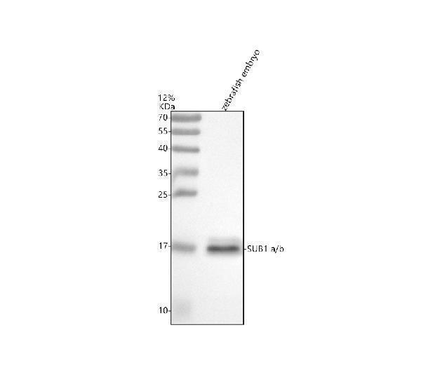 azq504b1 sub1a b primary antibodies wb testing 1