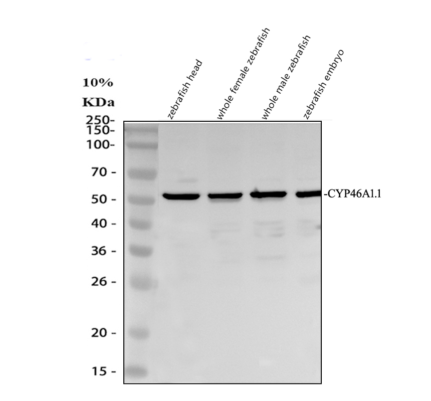 azq504g3 cyp46a1 1 primary antibodies wb testing 1
