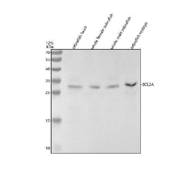 azq564a4 bcl2a primary antibodies wb testing 1