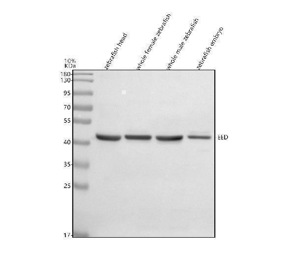  Western blot analysis of EED using anti-EED antibody (AZQ566T0)