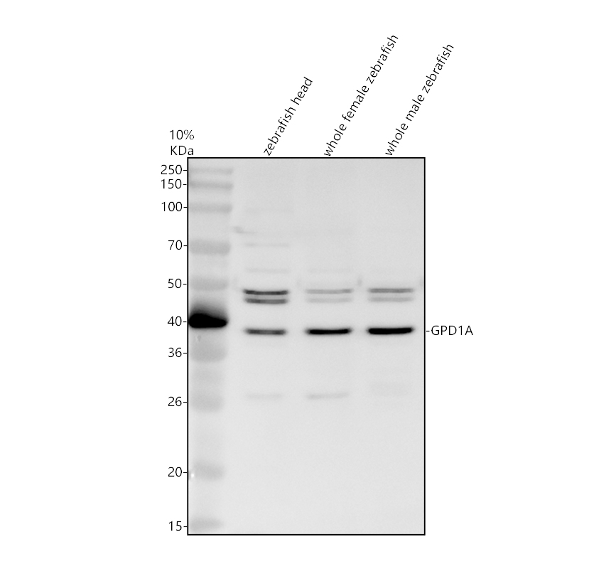 azq567a1 gpd1a primary antibodies wb testing 1
