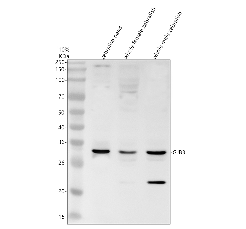 azq567j2 gjb3 primary antibodies wb testing 1