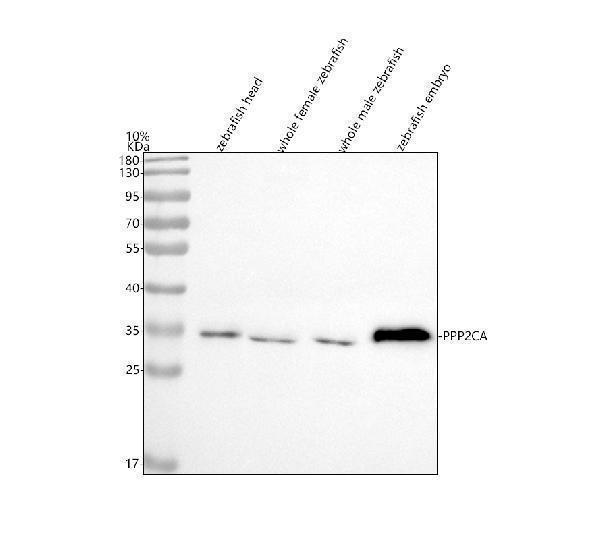 azq567y8 ppp2ca primary antibodies wb testing 1