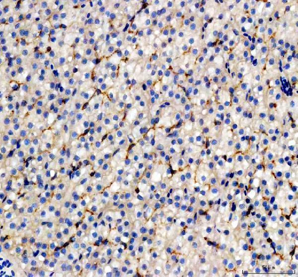 azq568h0 epcam primary antibodies ihc testing 3