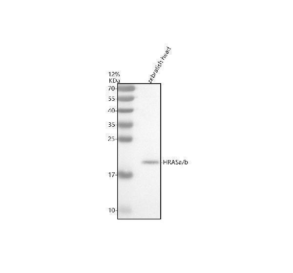 azq568k0 hrasa b primary antibodies wb testing 1