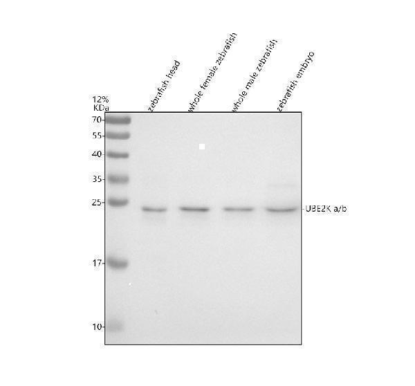 azq5bla9 ube2ka b primary antibodies wb testing 1