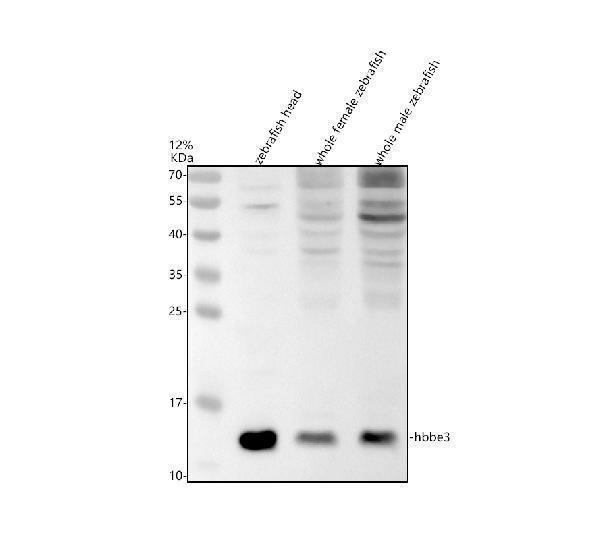 azq5blf6 hbbe3 primary antibodies wb testing 1