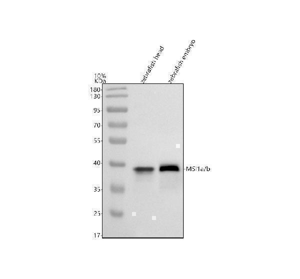 azq5czn9 msi1a b primary antibodies wb testing 1
