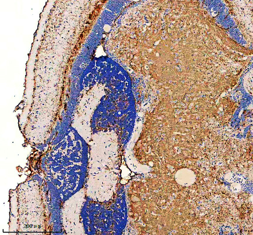 IHC analysis of MBPA using anti-MBPA antibody (AZQ5I2C7)