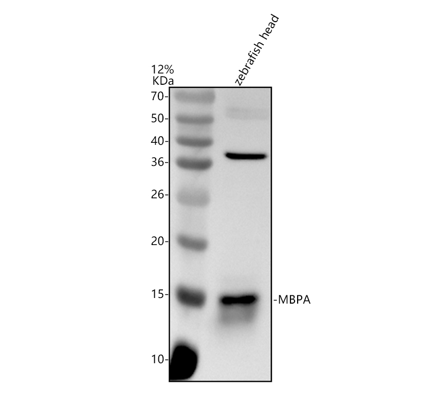 Western blot analysis of MBPA using anti-MBPA antibody (AZQ5I2C7)