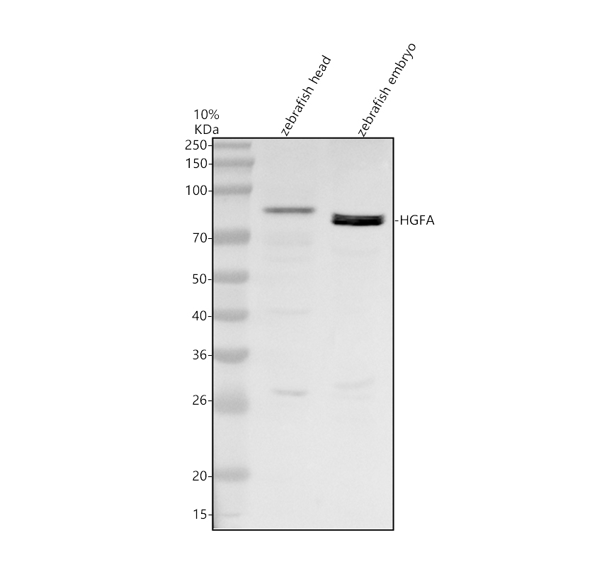 azq5rgg3 hgfa primary antibodies wb testing 1