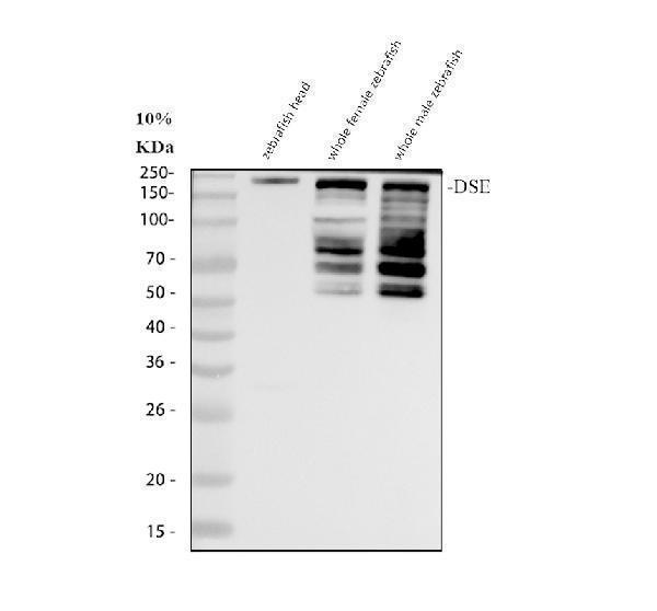 azq5rgl8 dse primary antibodies wb testing 1