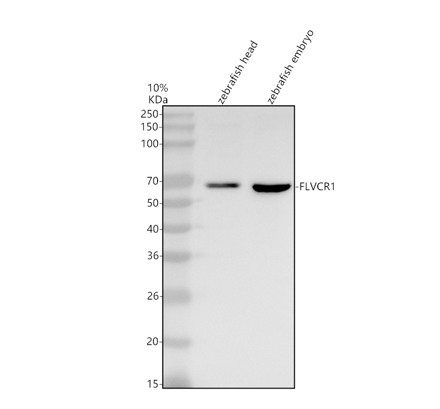azq5rgt2 flvcr1 primary antibodies wb testing 1