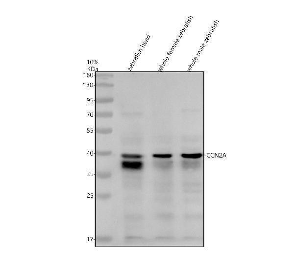 azq5ri33 ccn2a primary antibodies wb testing 1