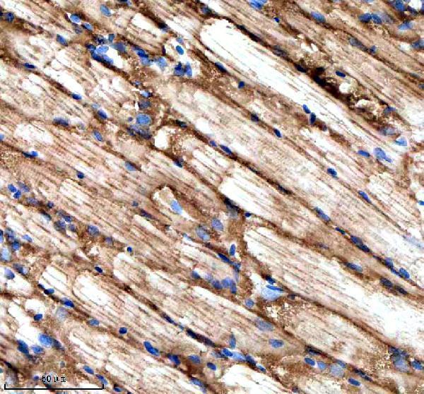 azq5rkm3 stip1 primary antibodies ihc testing 5