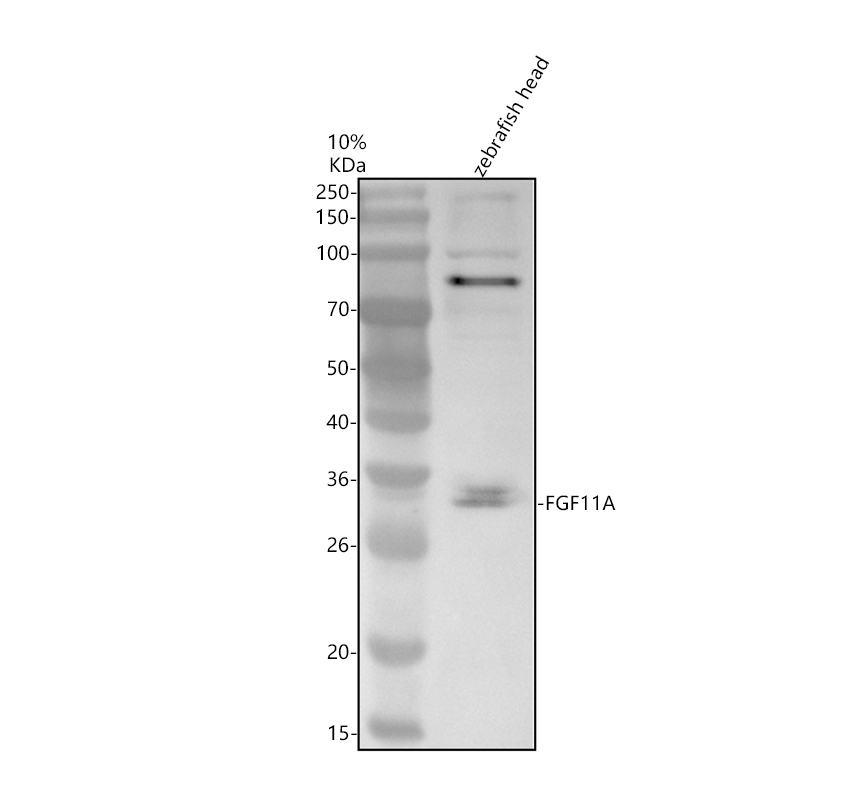 azq5tkr4 fgf11a primary antibodies wb testing 1