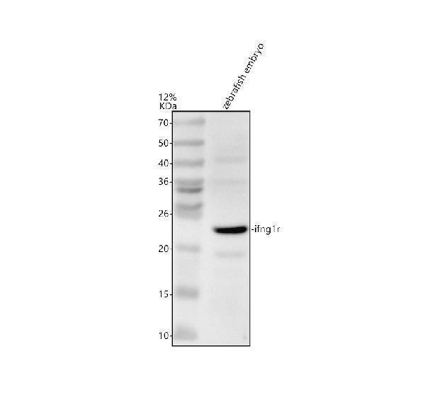 azq5tle6 ifng1r primary antibodies wb testing 1