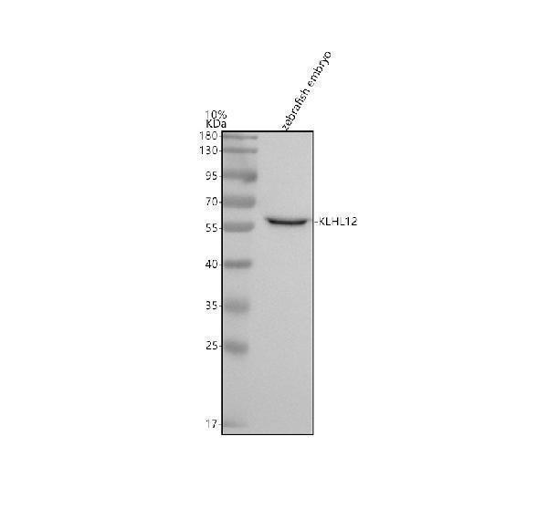  Western blot analysis of KLHL12 using anti-KLHL12 antibody (AZQ5U374)