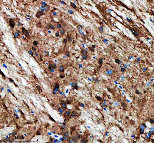 azq5u3a7 opa1 primary antibodies ihc testing 2