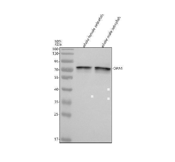 azq5u3a7 opa1 primary antibodies wb testing 1