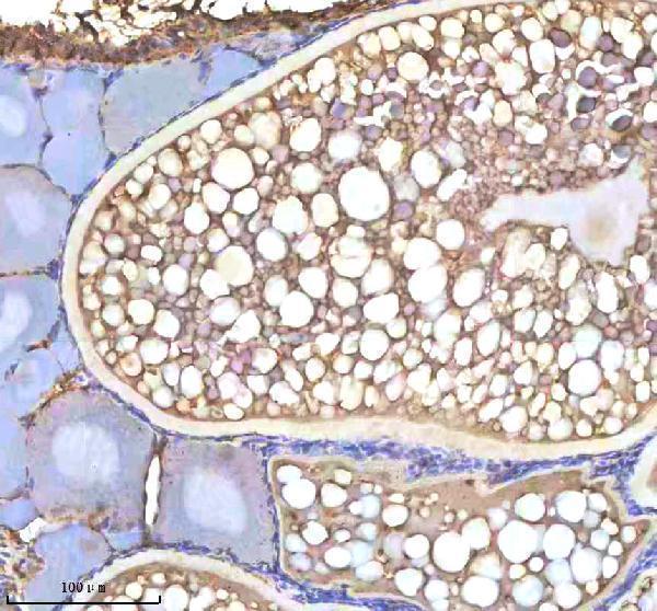 azq5u870 cyp19a1b primary antibodies ihc testing 2