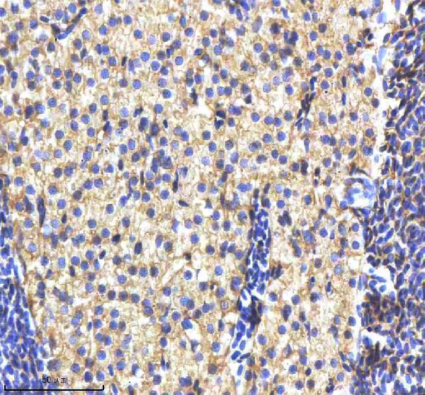 azq5u870 cyp19a1b primary antibodies ihc testing 4