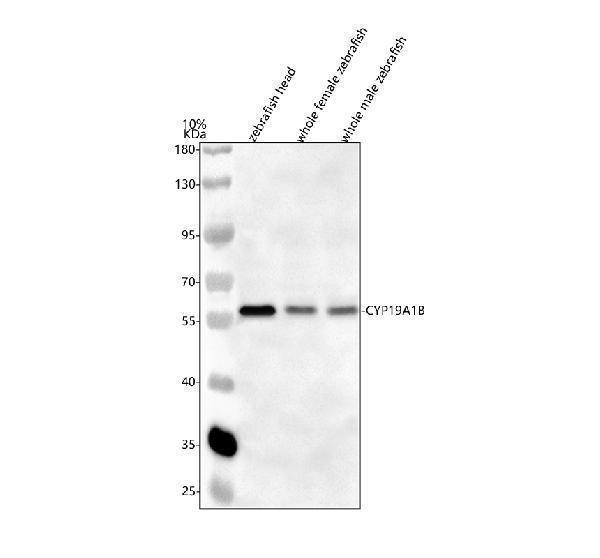 azq5u870 cyp19a1b primary antibodies wb testing 1