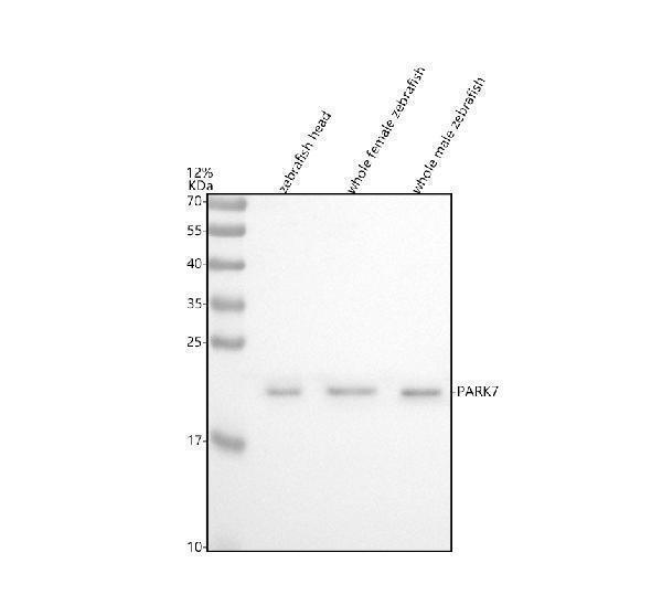  Western blot analysis of DJ-1/PARK7 using anti-DJ-1/PARK7 antibody (AZQ5XJ36)