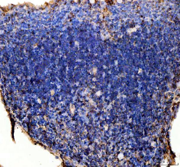 azq5xj85 myd88 primary antibodies ihc testing 4