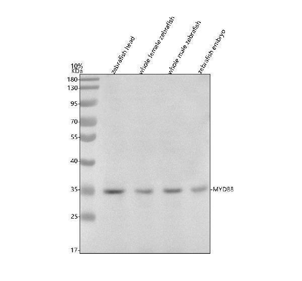  Western blot analysis of MYD88 using anti-MYD88 antibody (AZQ5XJ85)