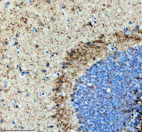 IHC analysis of GNRH2 using anti-GNRH2 antibody (AZQ5Y835)