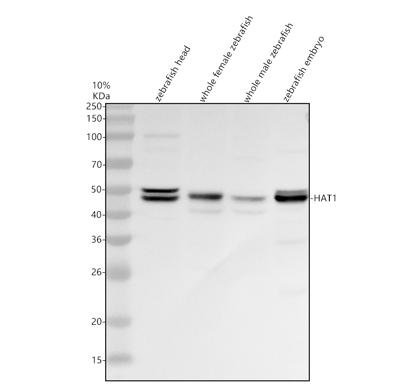 azq66hu5 hat1 primary antibodies wb testing 1