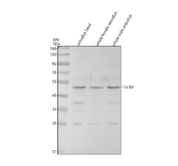 Western blot analysis of TGFB3 using anti-TGFB3 antibody (AZQ66I23)