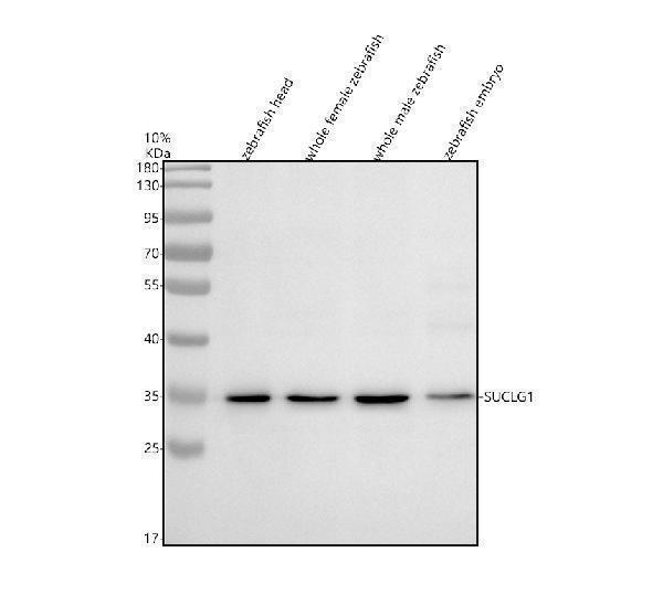 azq66i58 suclg1 primary antibodies wb testing 1