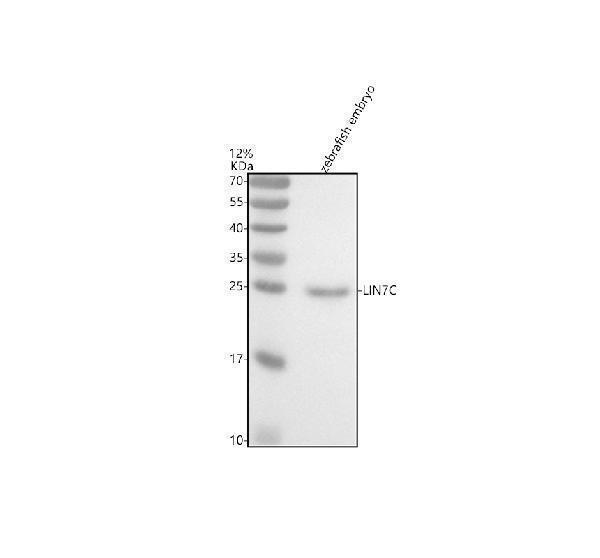  Western blot analysis of LIN7C using anti-LIN7C antibody (AZQ66IB0)