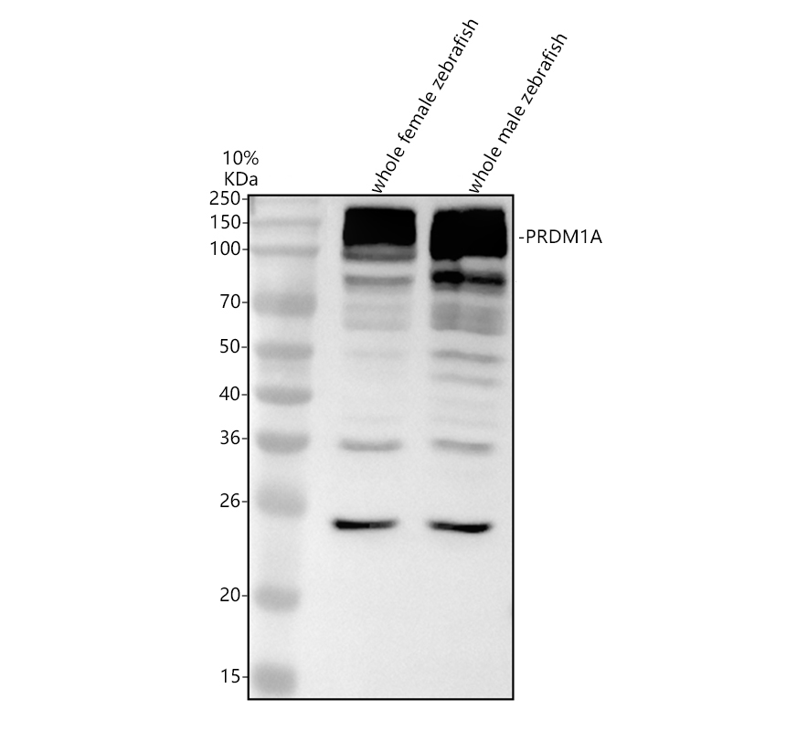 azq68eh4 prdm1a primary antibodies wb testing 1