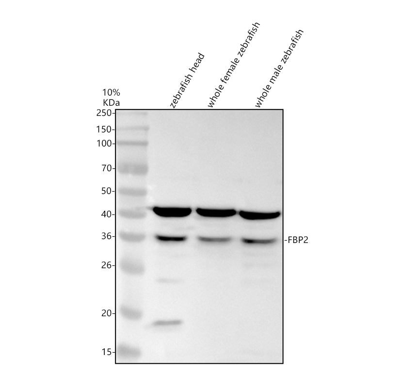 azq68ej6 fbp2 primary antibodies wb testing 1