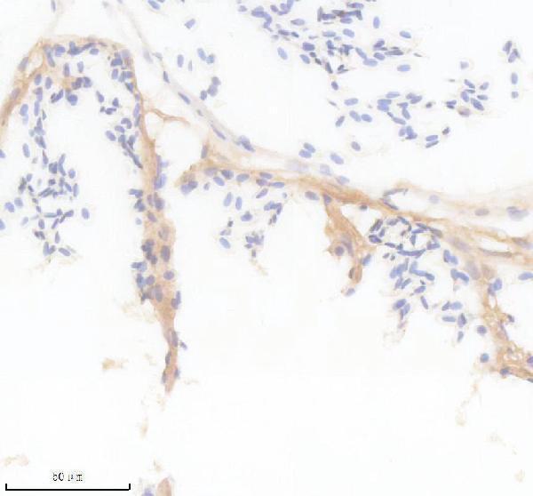 azq68in2 mstna primary antibodies ihc testing 1