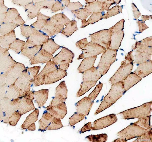 azq68in2 mstna primary antibodies ihc testing 2