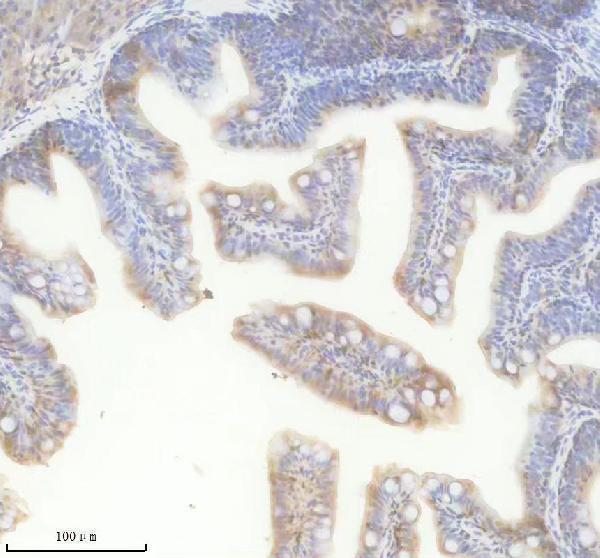 azq68in2 mstna primary antibodies ihc testing 3