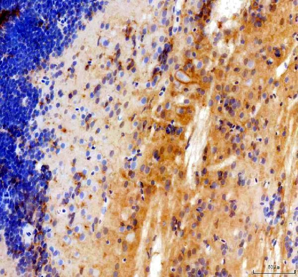 azq68in2 mstna primary antibodies ihc testing 4