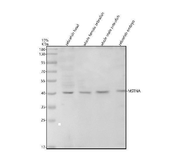 azq68in2 mstna primary antibodies wb testing 1