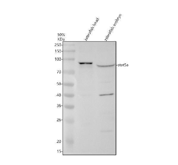 azq68sp3 stat5a primary antibodies wb testing 1