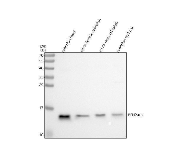 azq6aza1 pfn2a b primary antibodies wb testing 1