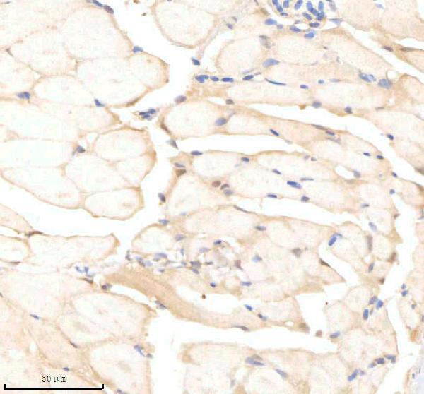 azq6azc1 psmc5 primary antibodies ihc testing 6