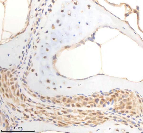 azq6azc1 psmc5 primary antibodies ihc testing 7