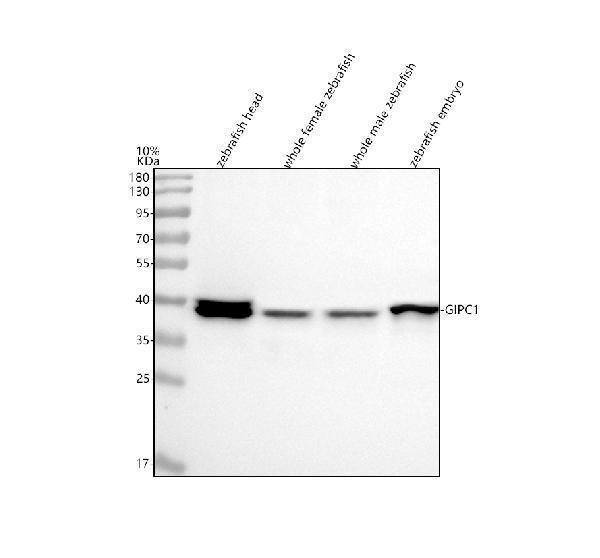  Western blot analysis of GIPC1 using anti-GIPC1 antibody (AZQ6B337)