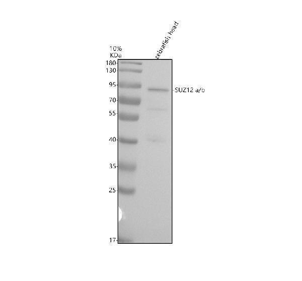 azq6dc03 suz12a b primary antibodies wb testing 1